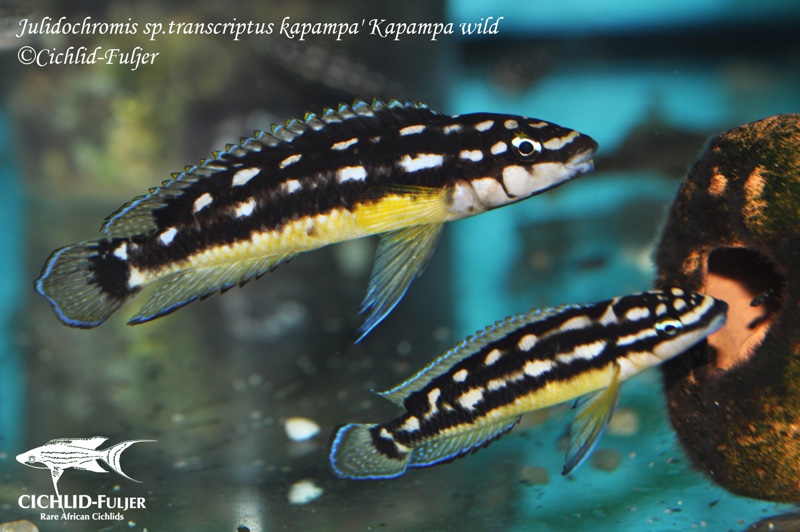 Julidochromis sp. 'ornatus kapampa' Kapampa